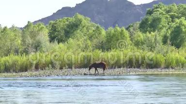 亚利桑那州，盐河，一个放大到一匹野马喝盐河
